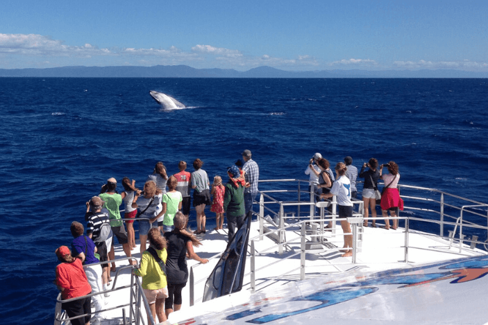 Whale Watching Tours Cairns